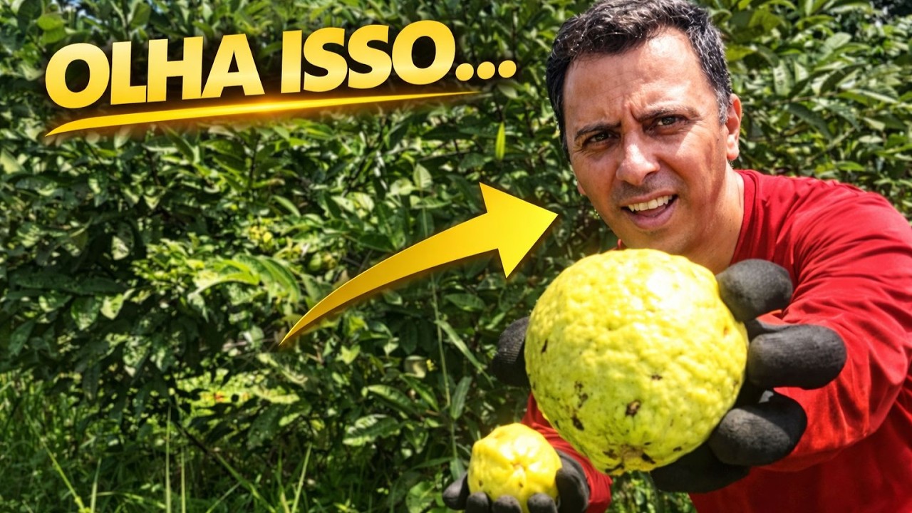 Colhendo Goiabas e Limpando o Terreno