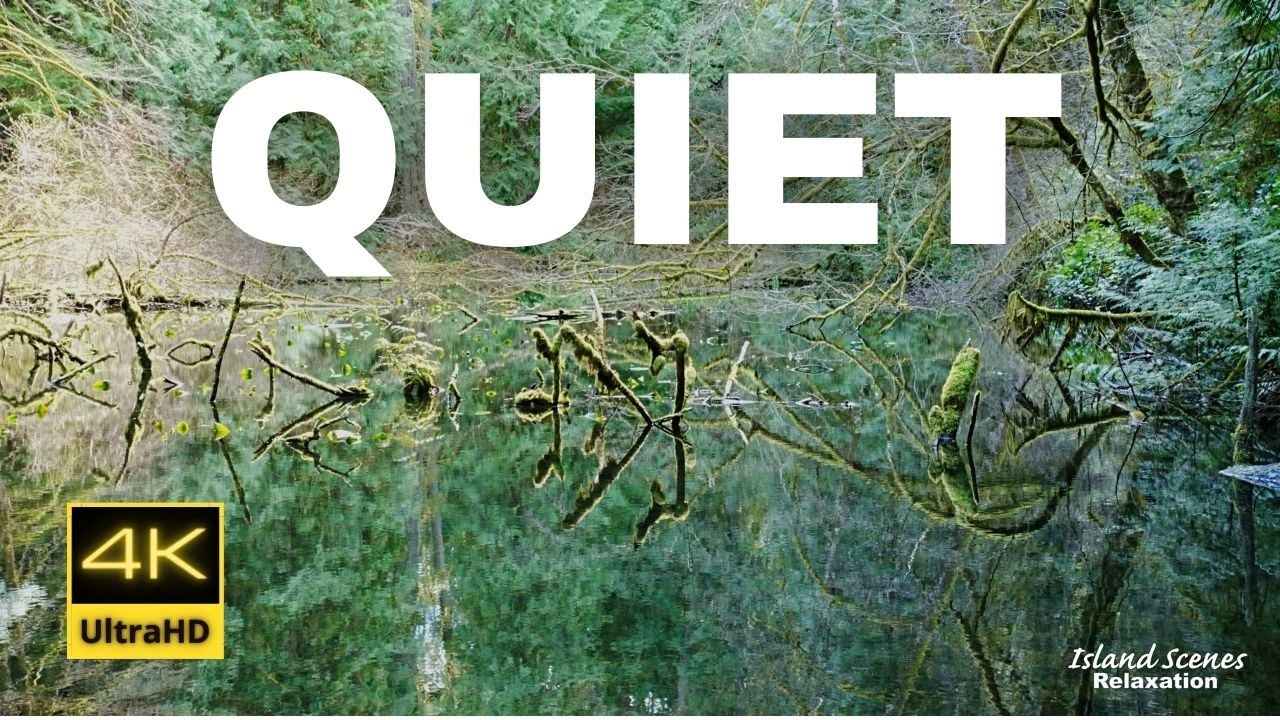 A Quiet Lily Pond in the Forest |  4K Ultra HD