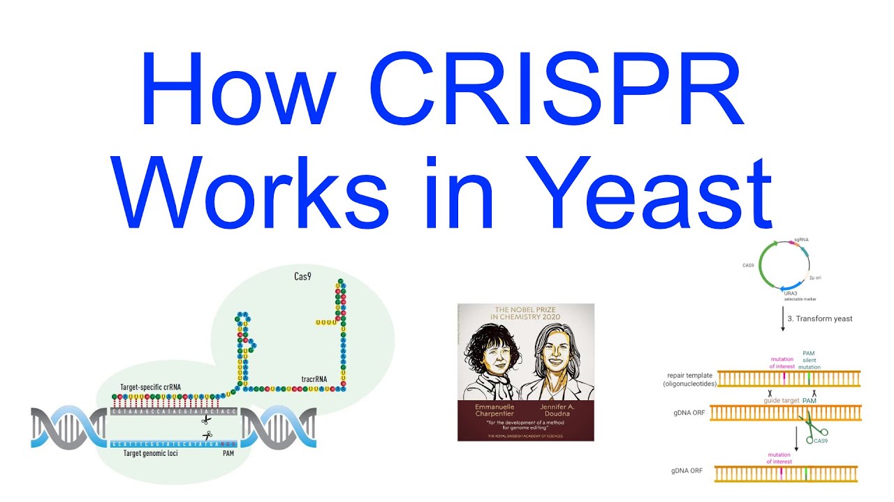 How CRISPR Works in Yeast