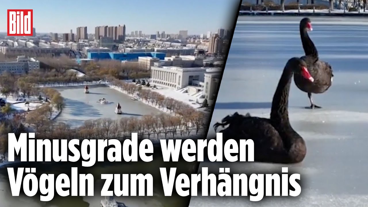 Drama im Eis: Schw&auml;ne frieren auf Teich fest