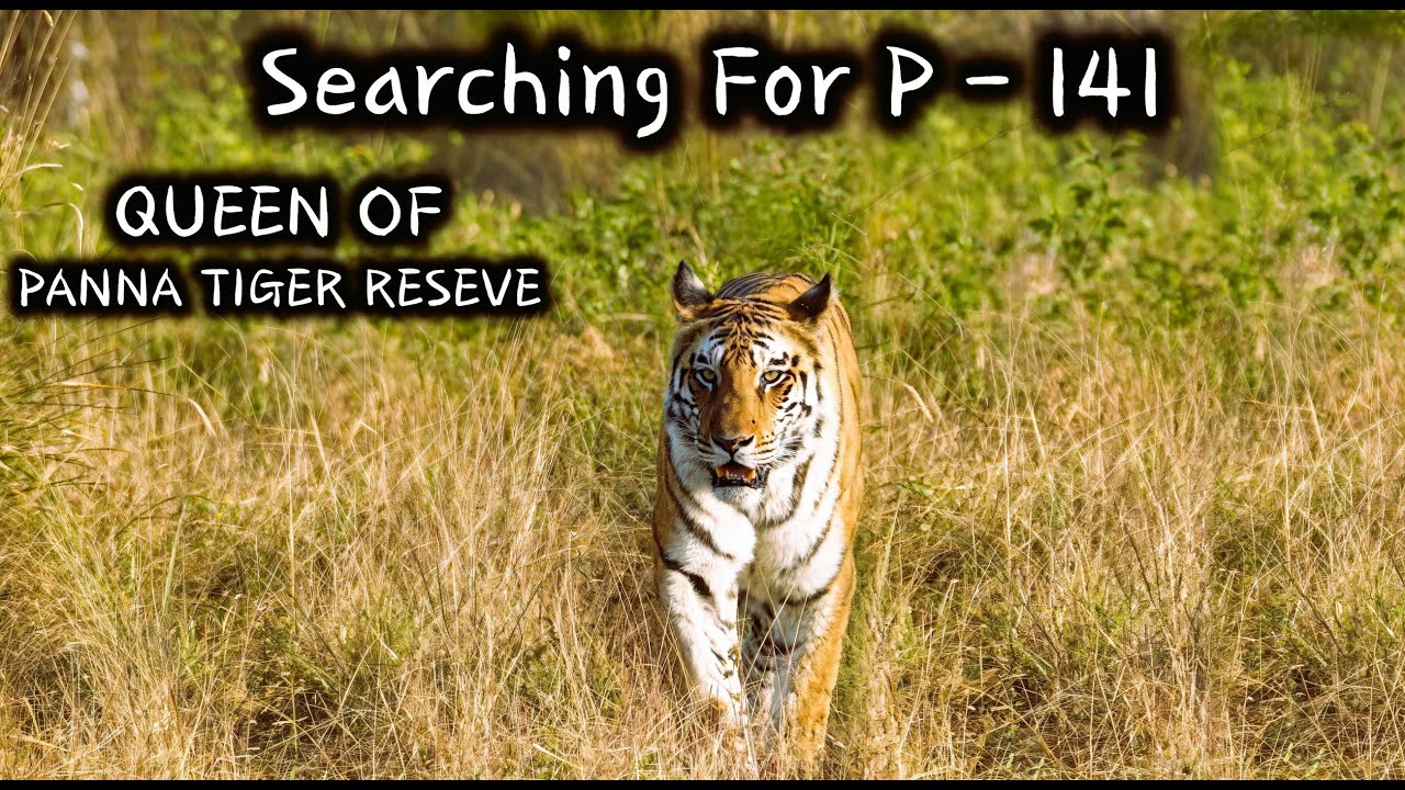 Searching for P 141 | Queen of Panna Tiger Reserve