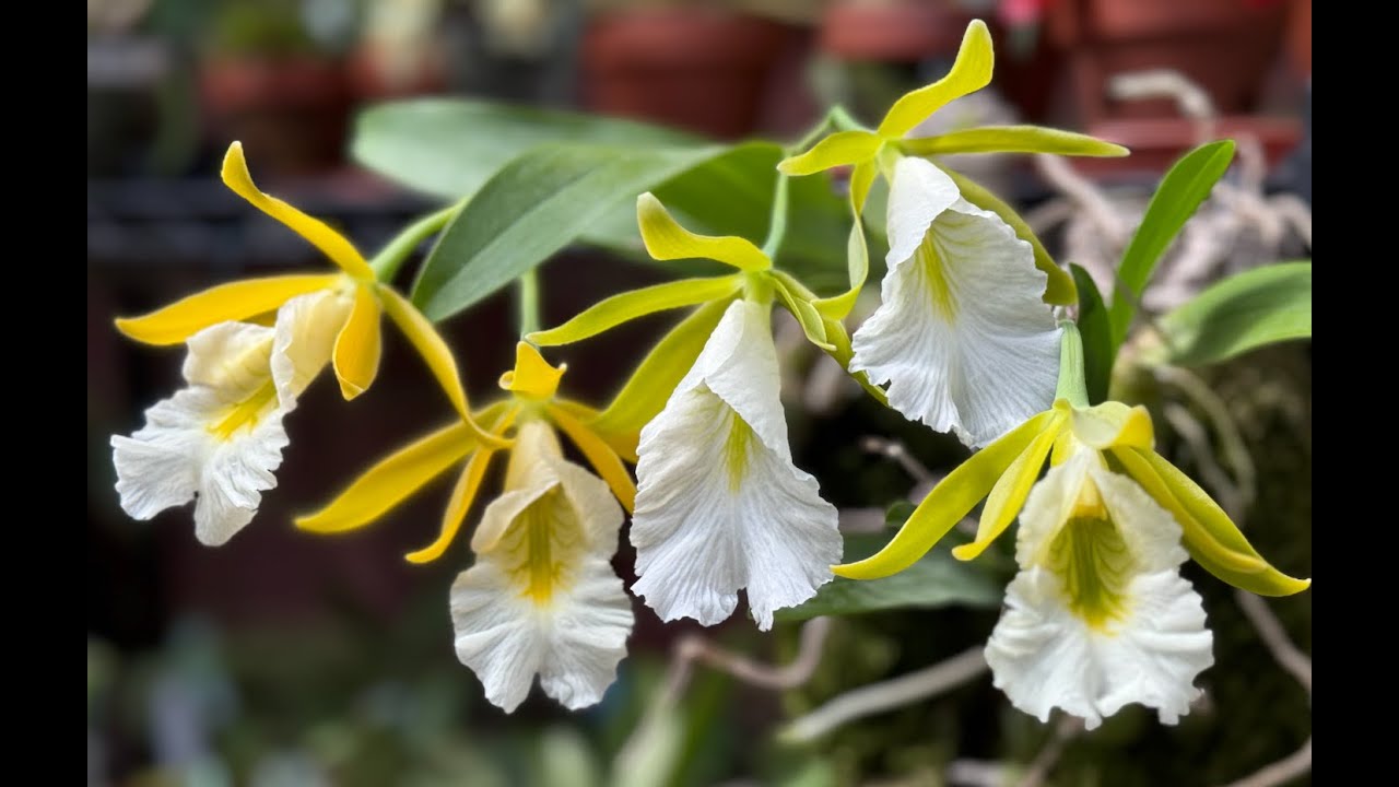 Encyclia mariae vs. encyclia Marina