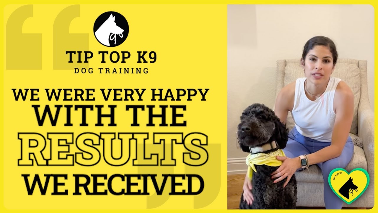 Doodle Training Success Story | Pepper&rsquo;s Calm Transformation with Tip Top K9
