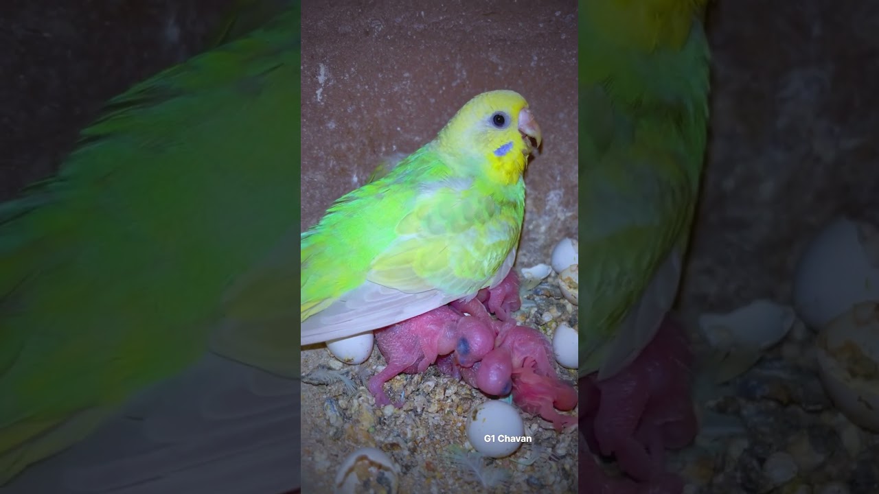Baby Budgie (parakeet) screaming for first time ||#birds #lovebirds #budgies #lovebirdscolony#parrot