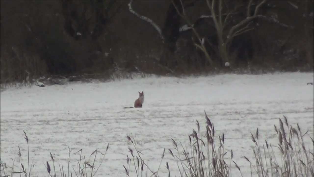 Fuchsjagd, Füchse im Winter. Man kann schießen .  Hättet Ihr geschossen ???  Foxes in winter