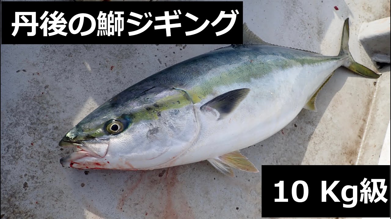 #2春爆ブリジギング 10kg級の大物現る！？【丹後ジャーク、鰤ジギング】