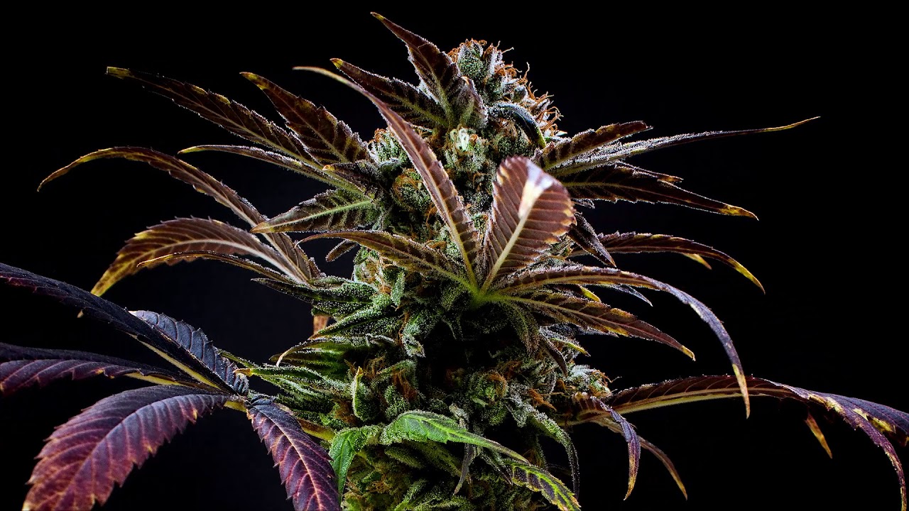 🍊💜Purple Orange by Medgrow Puerto Rico