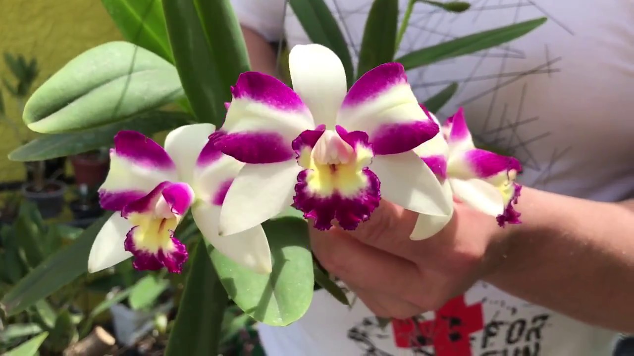 Como ter sucesso com orquídea Dendrobium aggregatum, Laelia anceps e plantas do gênero