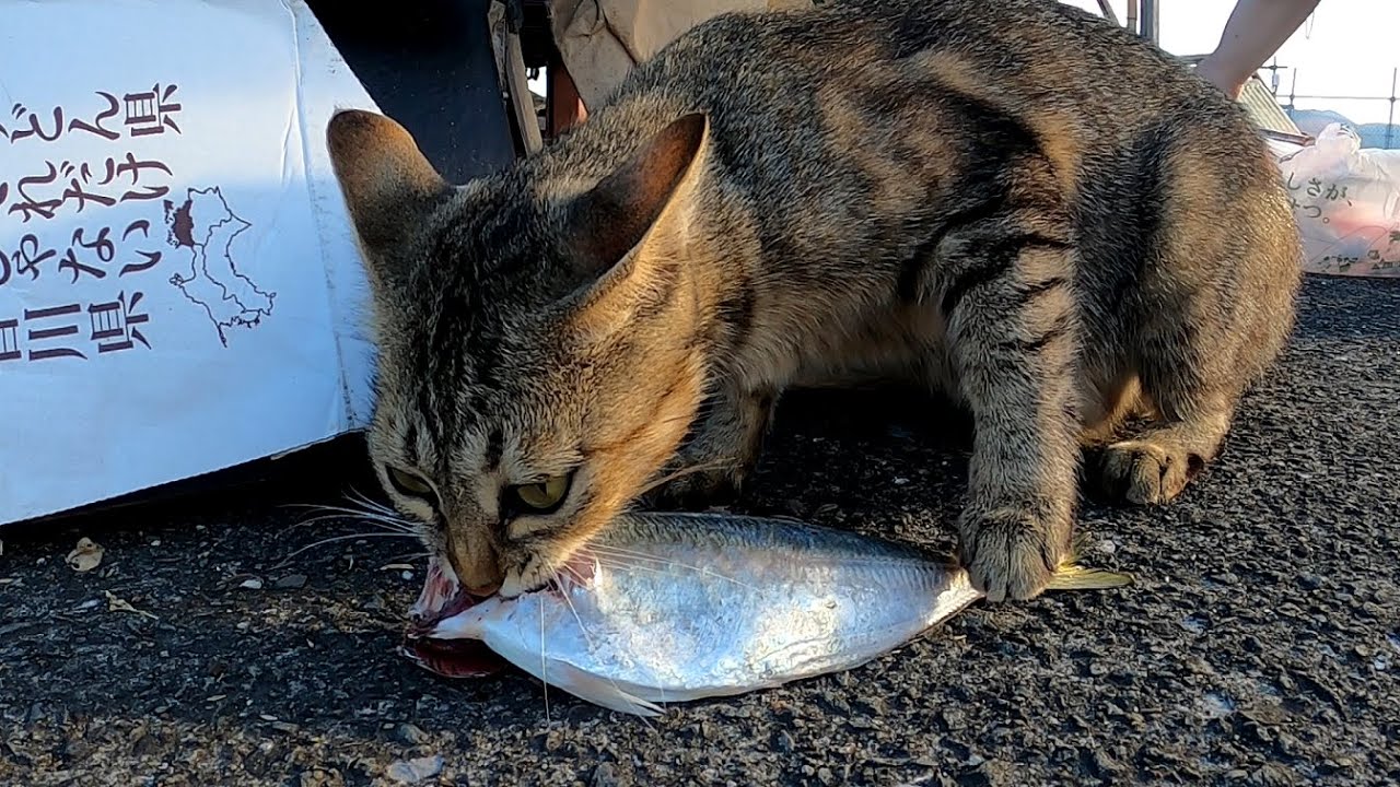 「出産後の食欲がスゴすぎた」生魚を一匹平らげる野良猫の様子