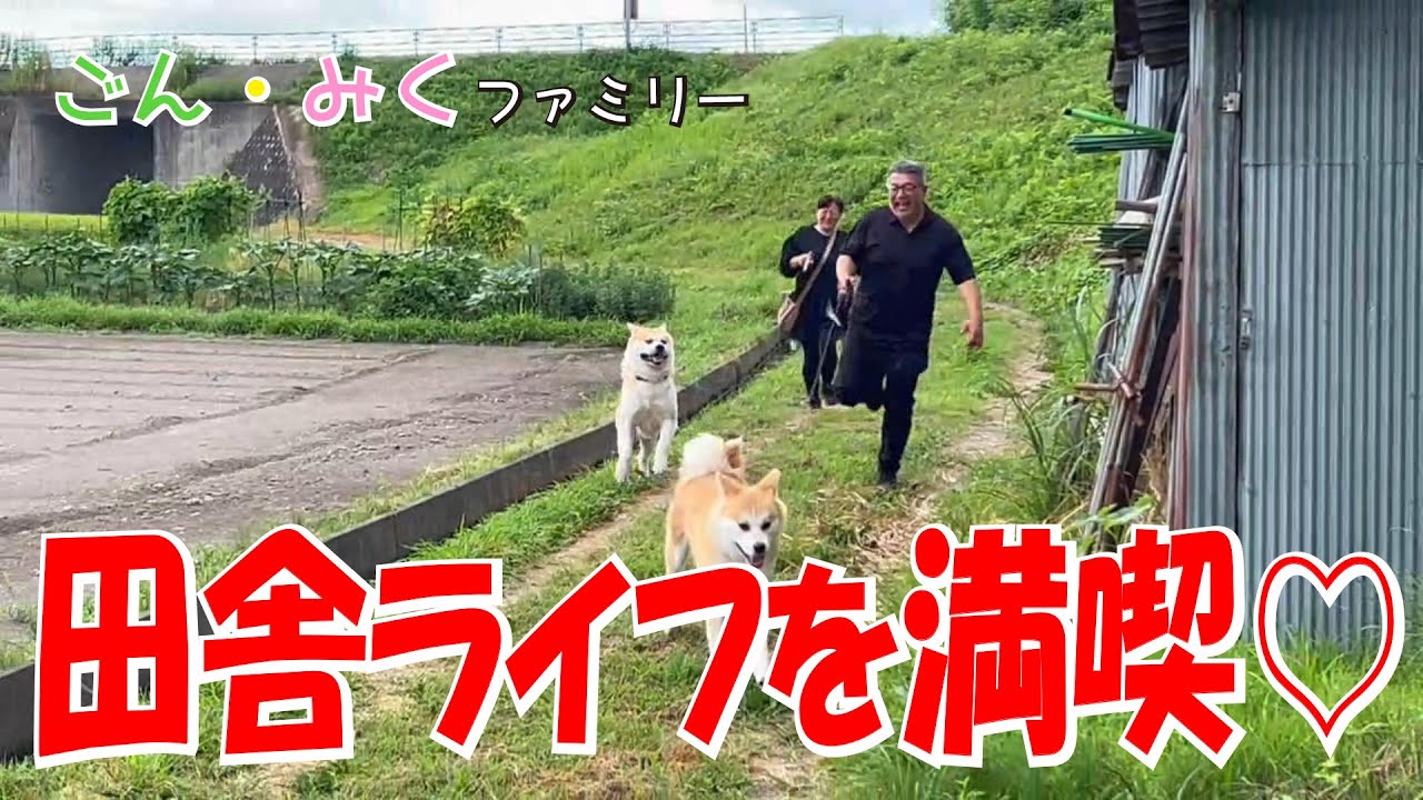 田舎ライフを満喫♡　秋田犬【ごん・みく チャンネル】