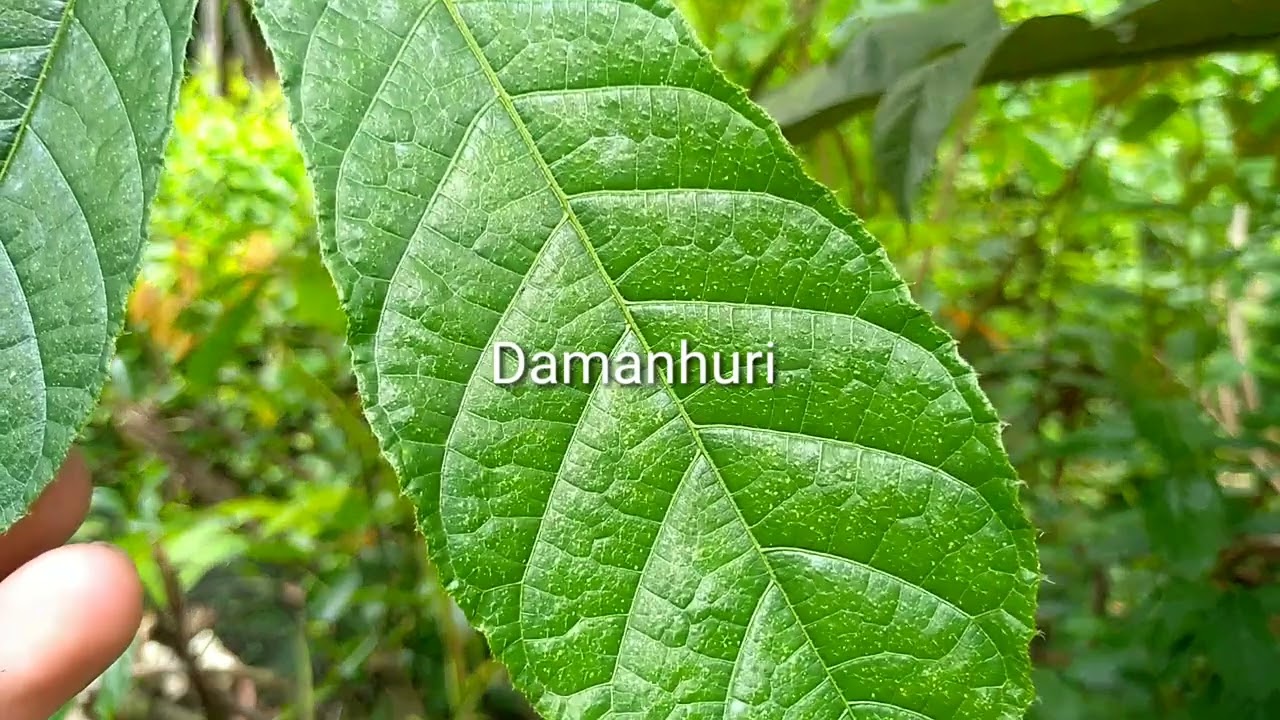 Ipoh (Antiaris toxicaria) umur satu tahun lebih