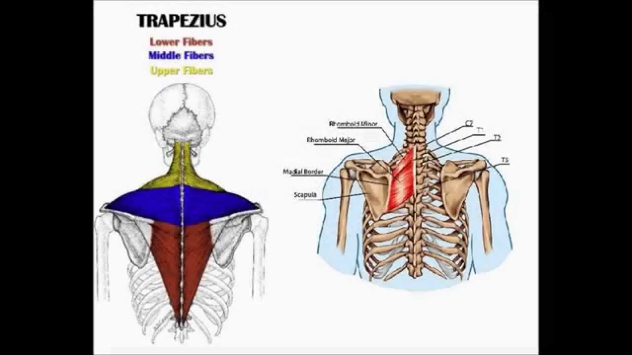 Middle Trapezius & Rhomboids