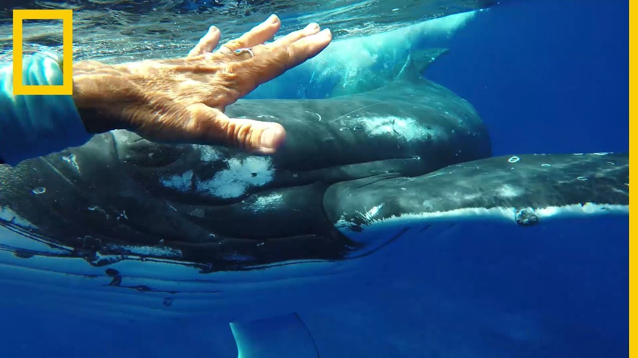 &iquest;Intentaba esta ballena jorobada salvarle la vida a una buceadora? | National Geographic en Espa&ntilde;ol