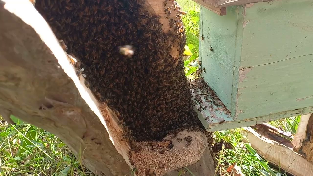 Resgate em um pé de goiaba 
