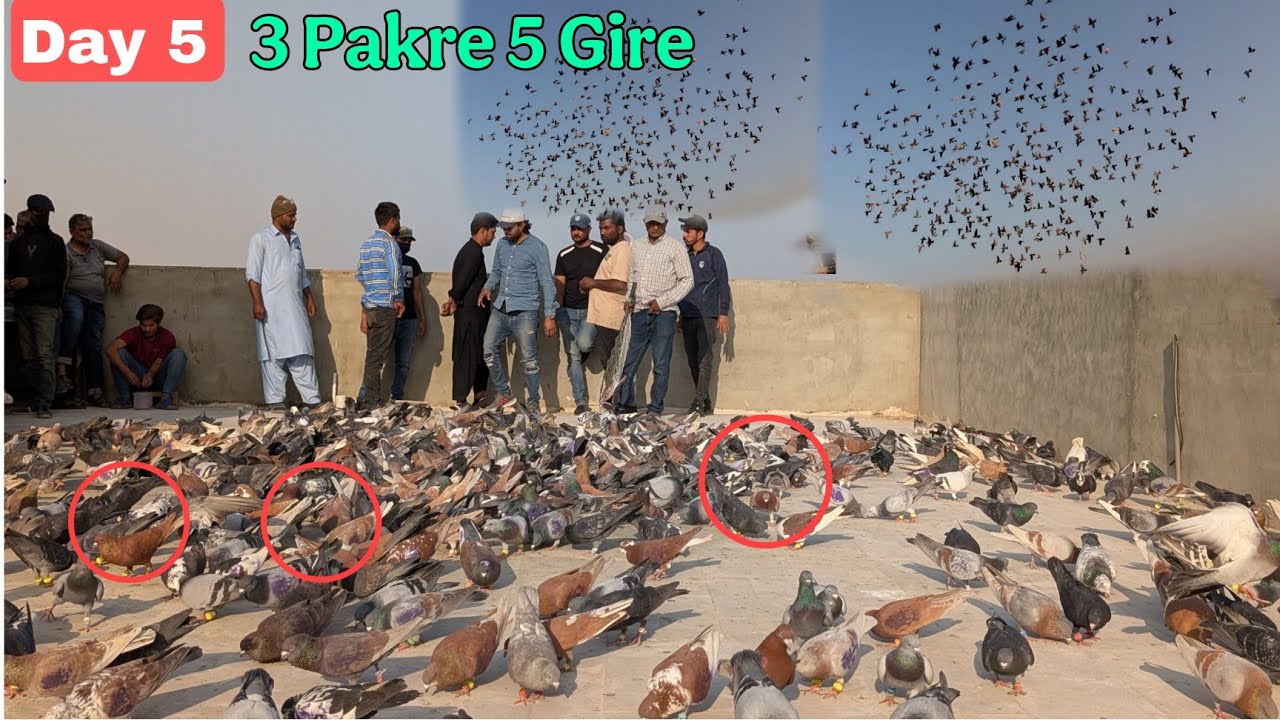 ✌️Day 5 || 3 Pakre 5 Gire🏆 ||  500+500 Kabotar ki Laraiya 🏆 Najo Bhai Haji Shab || Rehan Azam birds
