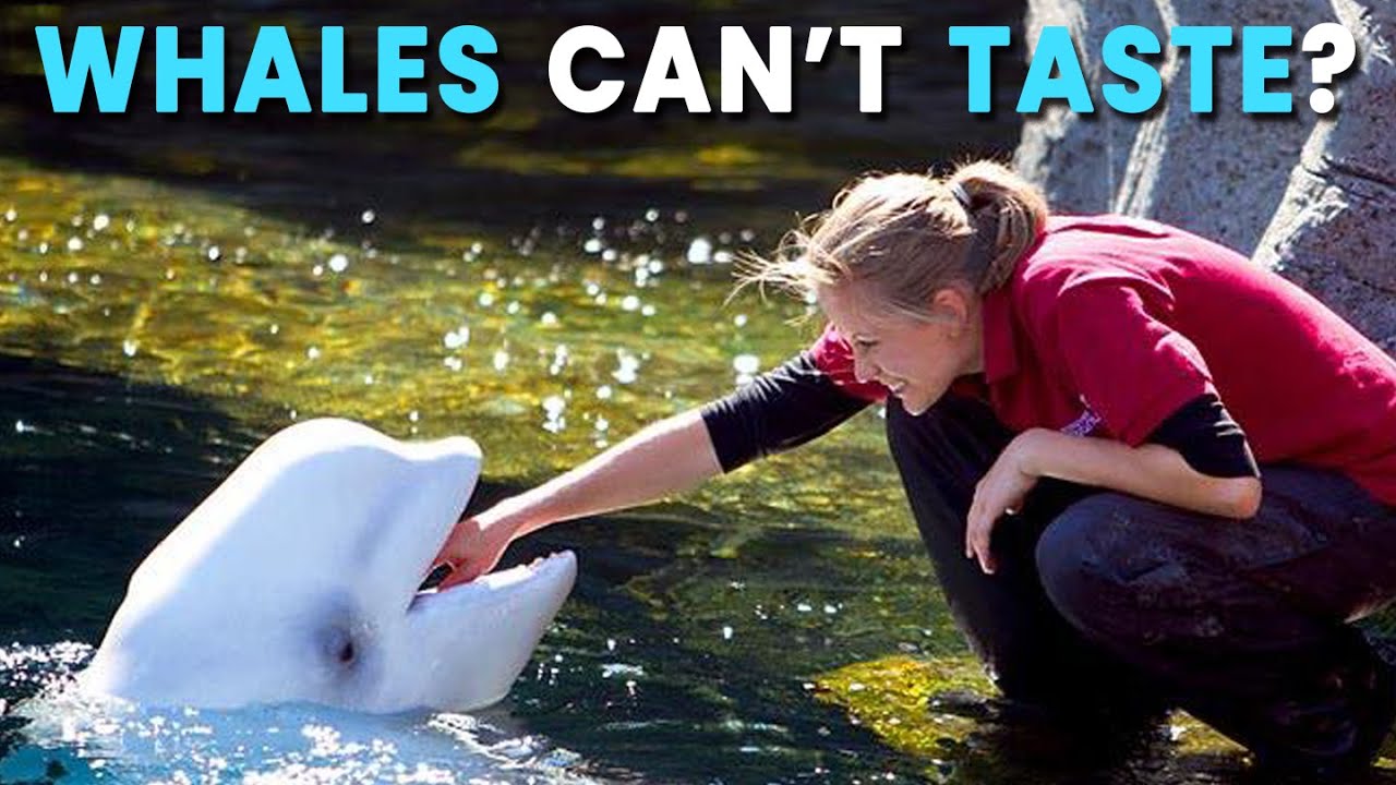 Why Can't Marine Mammals Taste?