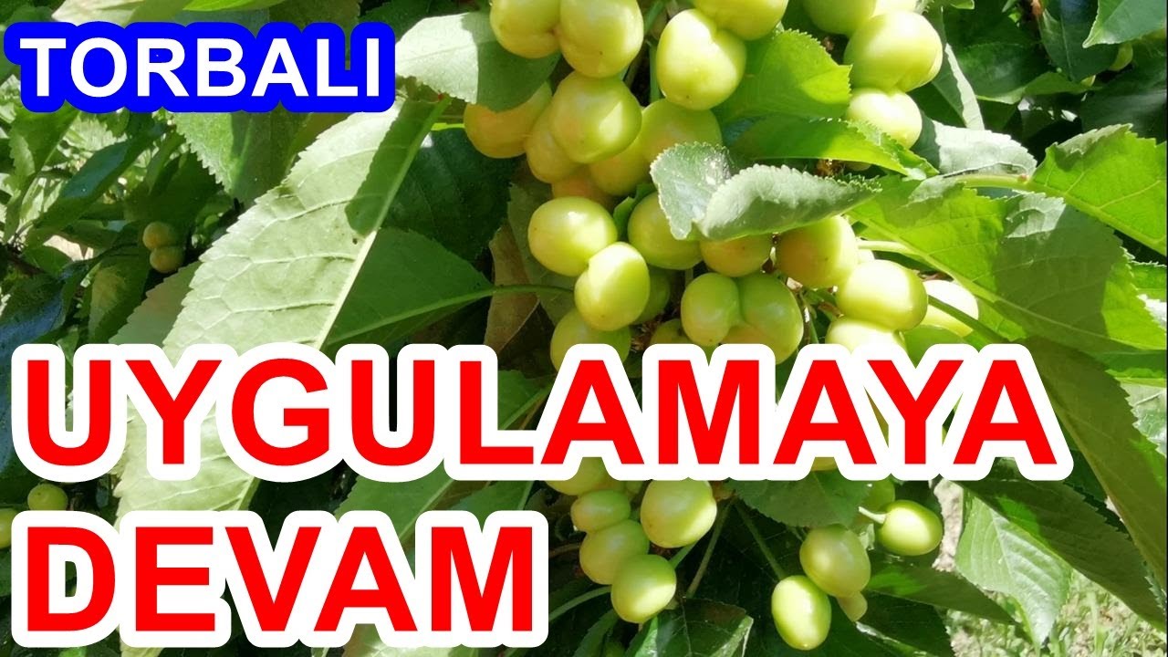 Kiraz Ağacı Gübreleme - Erkenci Kiraz -  İğlemeyi  Önlemek - Tutumu Artırmak - Uzun Sap