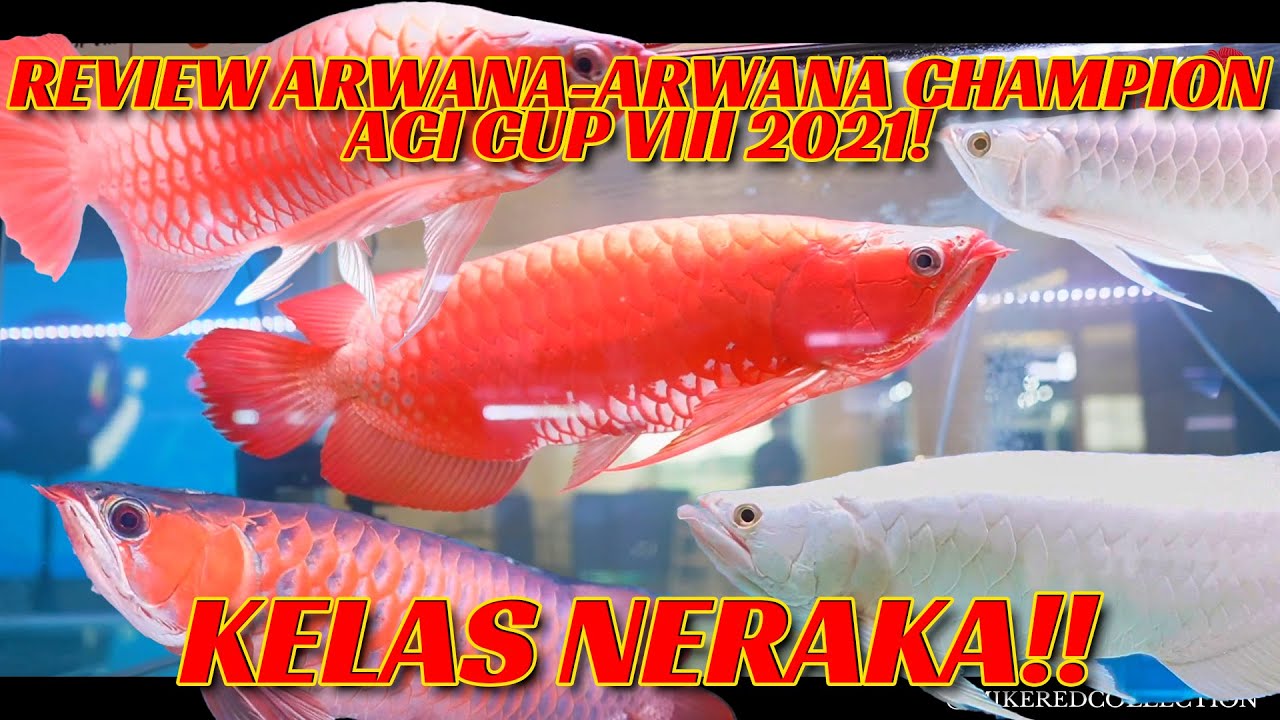REVIEW ARWANA-ARWANA CHAMPION ACI CUP VIII ! INI BARU KELAS NERAKA!