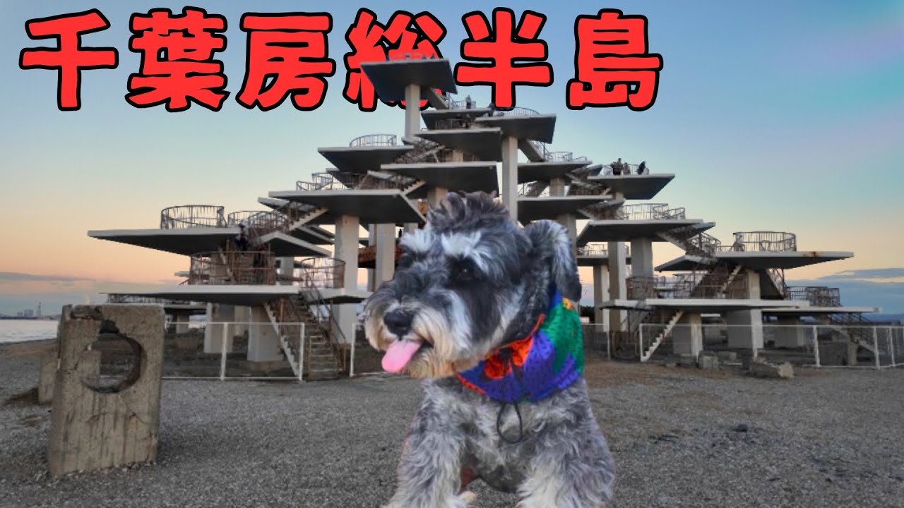 【犬と千葉旅②］野島崎灯台/岡本桟橋/富津岬展望台/シュナウザーと房総旅