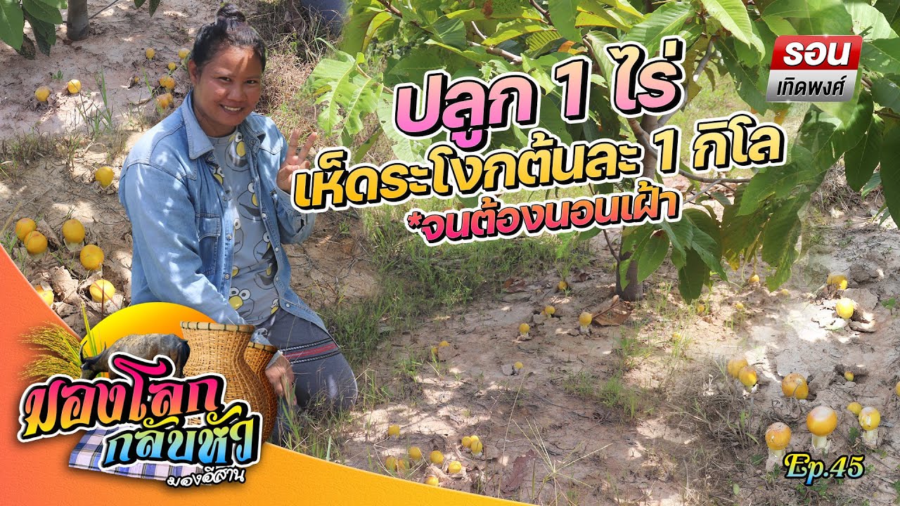 มองโลกกลับหัว Ep.45 | ออกเห็ดต้นละ 1 กิโล ปลูกยางนาหยอดเชื้อเห็ด 1 ไร่ ออกเห็ดระโงก จนต้องนอนเฝ้า