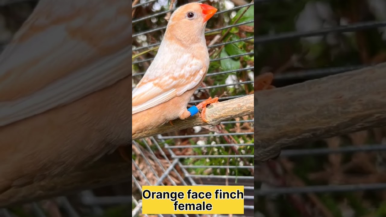 zebra finch mutations - orange face finch female - #finches