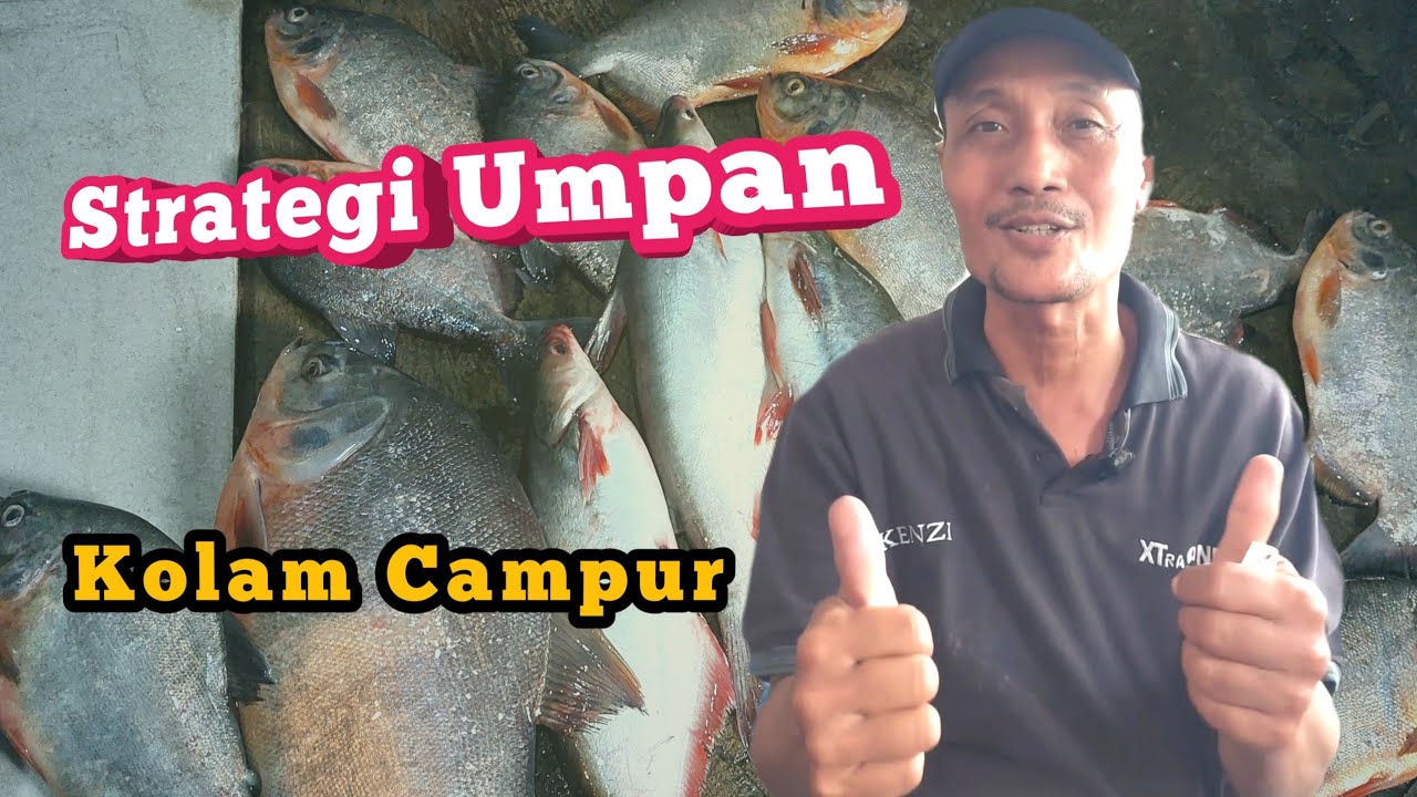 Strategi Menggunakan Umpan Kolam Campur !! Tips Mancing patin
