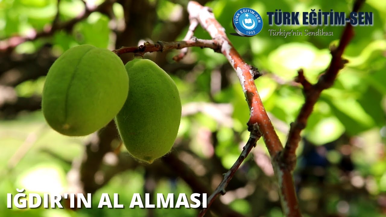 IĞDIR İÇİN ÇAL - IĞDIR'IN AL ALMASI