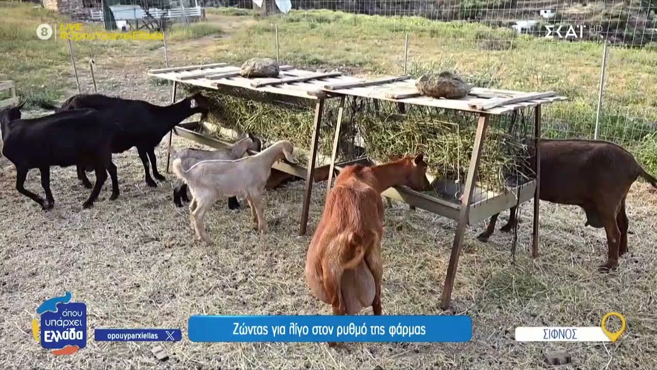 Σίφνος: Ζώντας για λίγο στον ρυθμό της φάρμας | Όπου Υπάρχει Ελλάδα | 19/06/2025