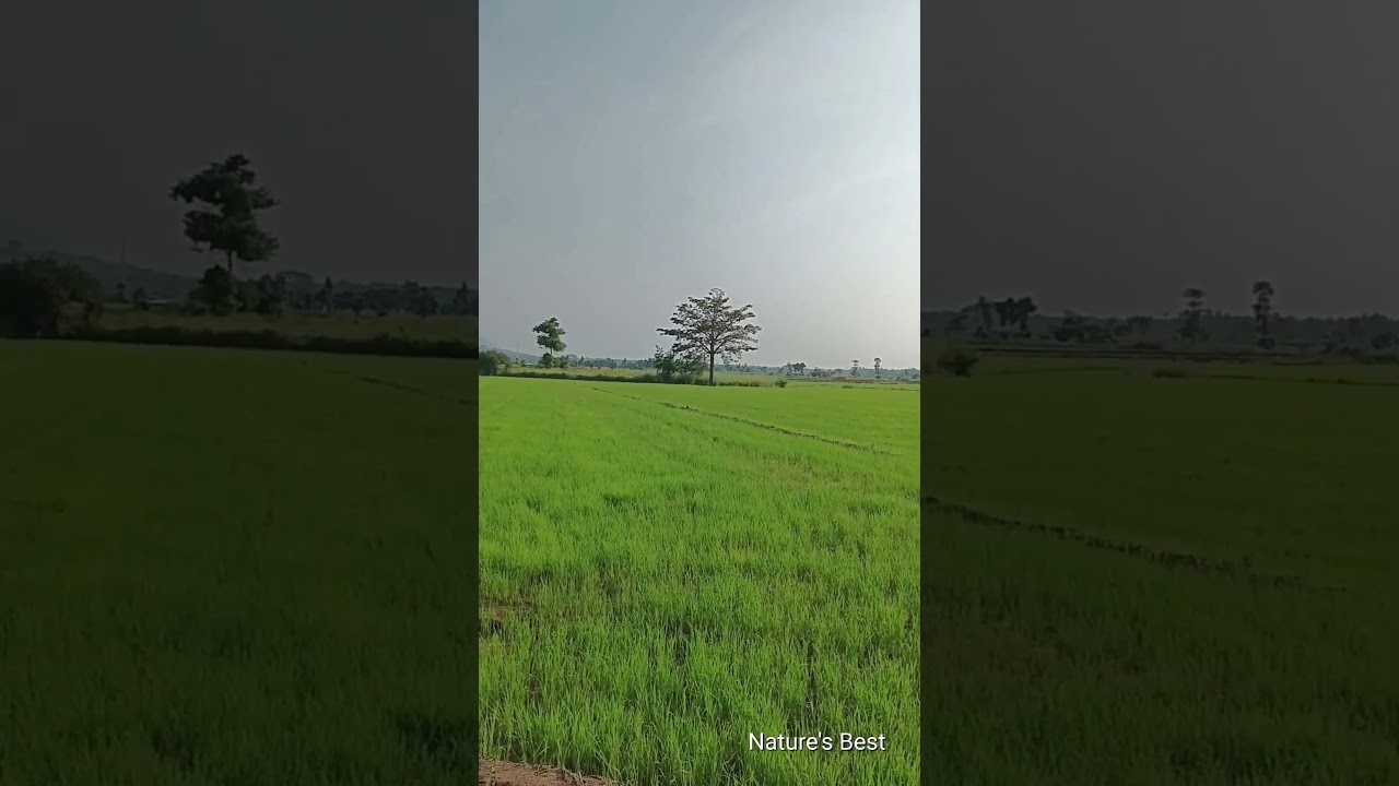 Nature's Orchestra 