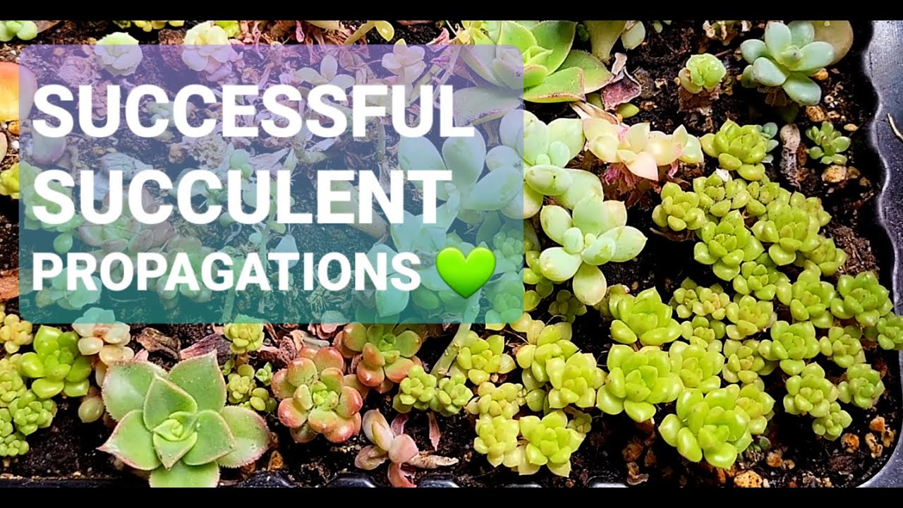 #99 Successful Succulent Leaf Propagation Updates