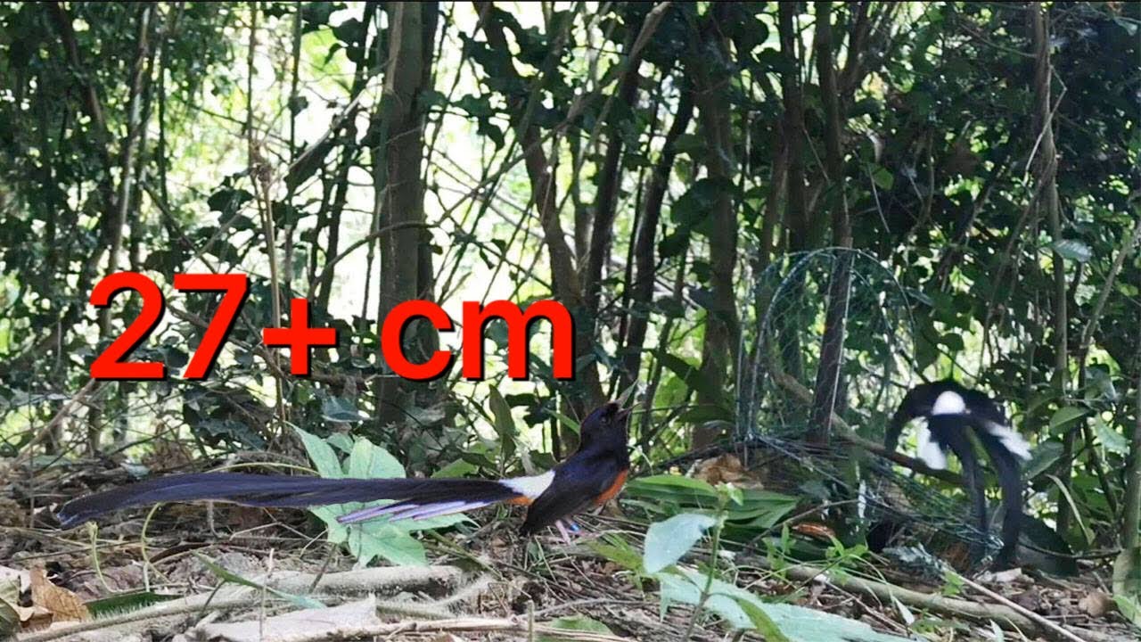 Bẫy choè lửa đuôi dài 24cm mới nhất 2020 muraibatu | shamabird | บินหลาดง 白腰鹊鸲