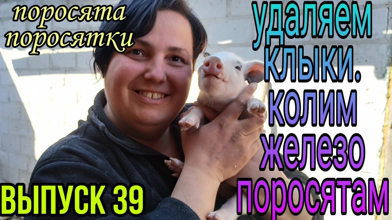 Удаление клыков поросятам. Инъекции железа поросятам.