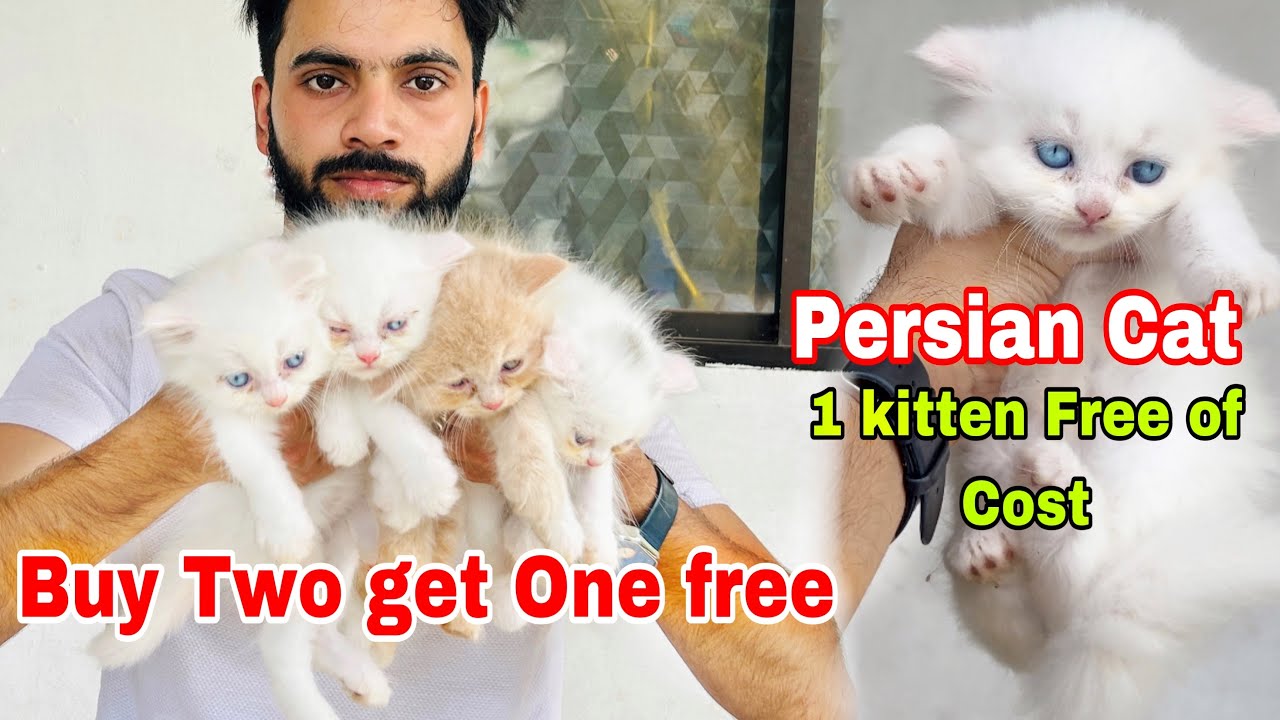 Persian Cats For Sale | Buy two Get one free | persian kitten&rsquo;s cheap price | persian cat | cat sale