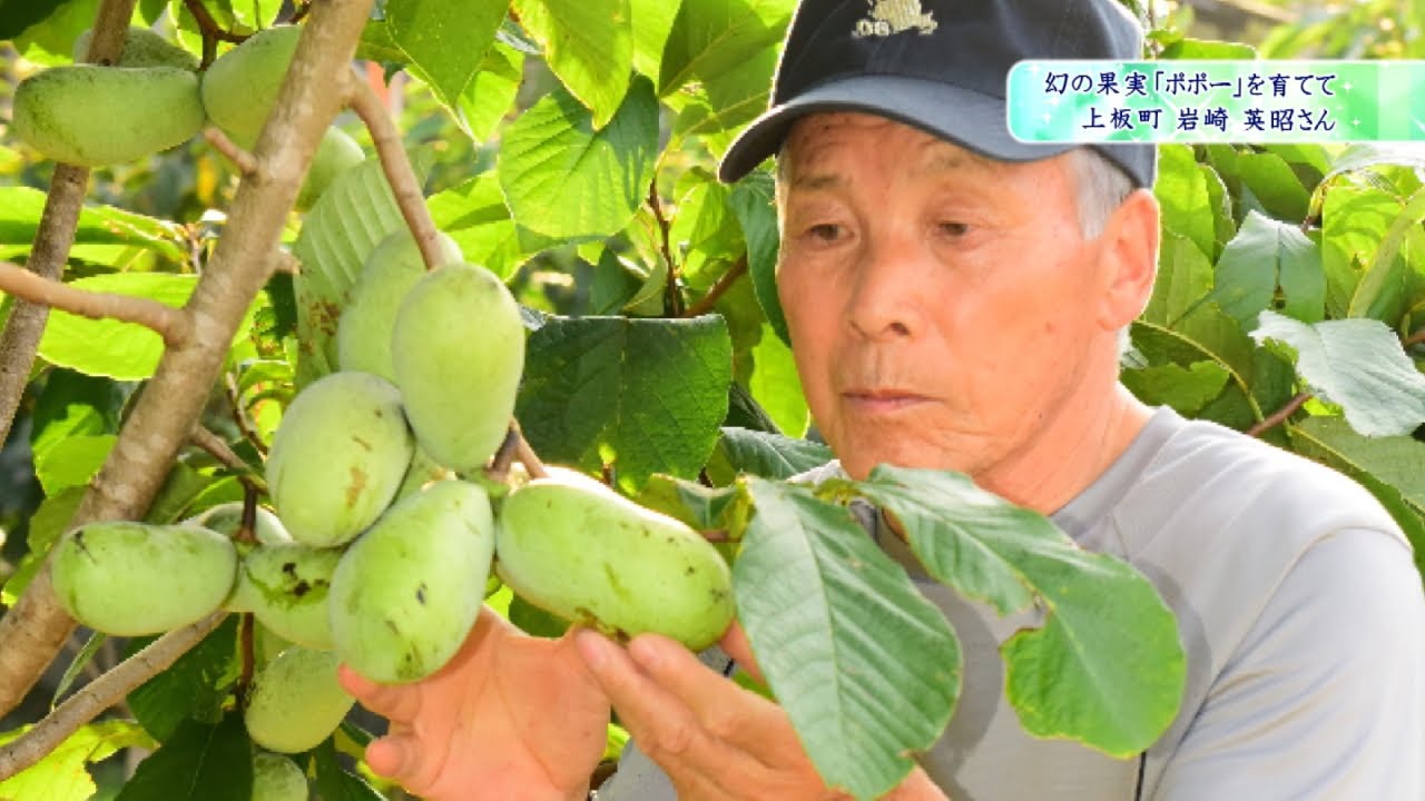 幻の果実「ポポー」2021　徳島県上板町で栽培する岩崎英昭さんを取材！自らをポポじいと呼ぶ、ポポーが好きで好きで仕方がない岩崎の栽培方法とは！