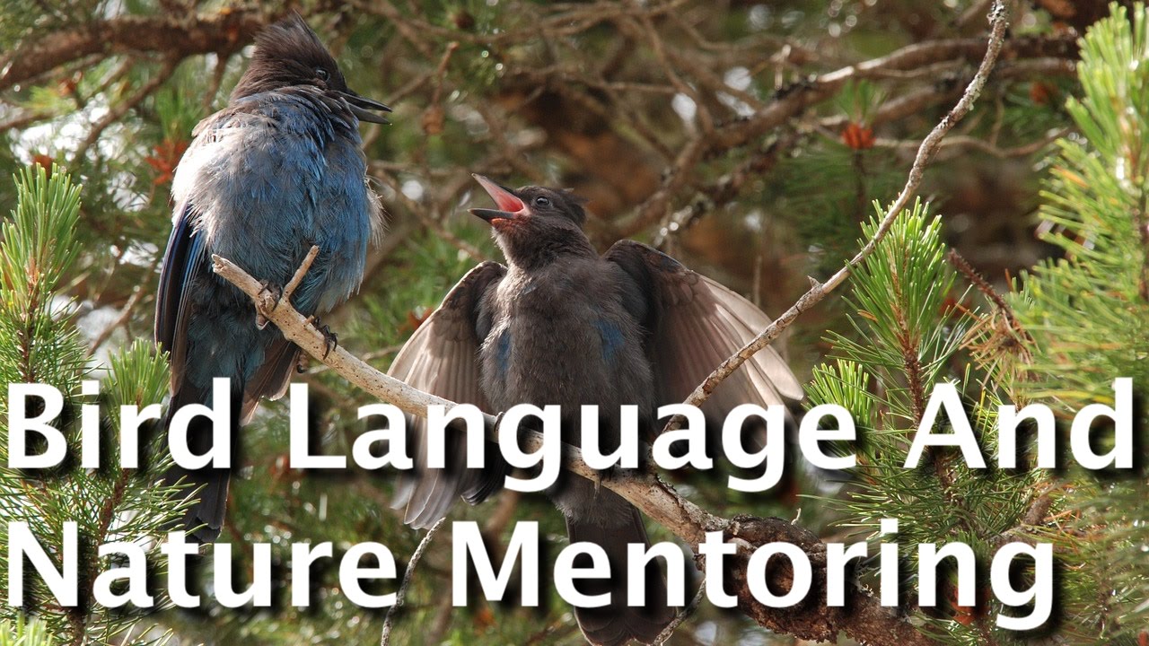 Bird Language And Nature Mentoring: Connecting Deeply With The Language Of Birds