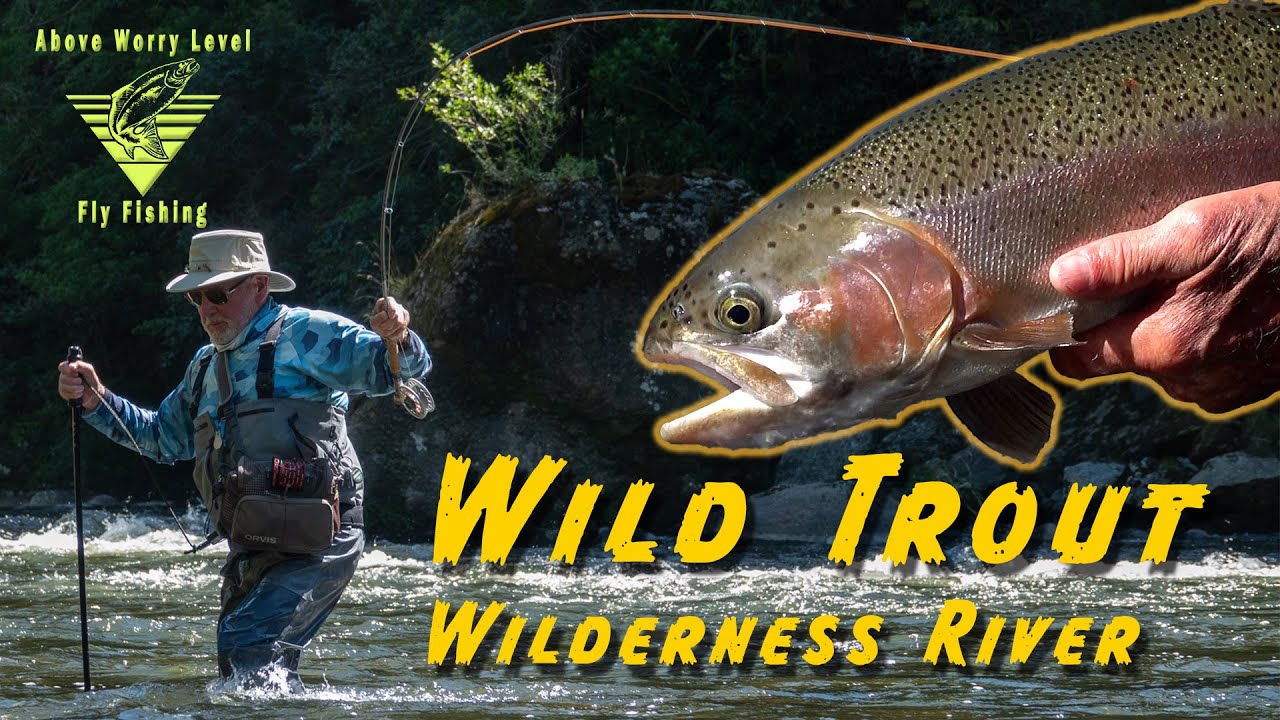 WILD TROUT/  WILDERNESS RIVER - Fly fishing New Zealand.