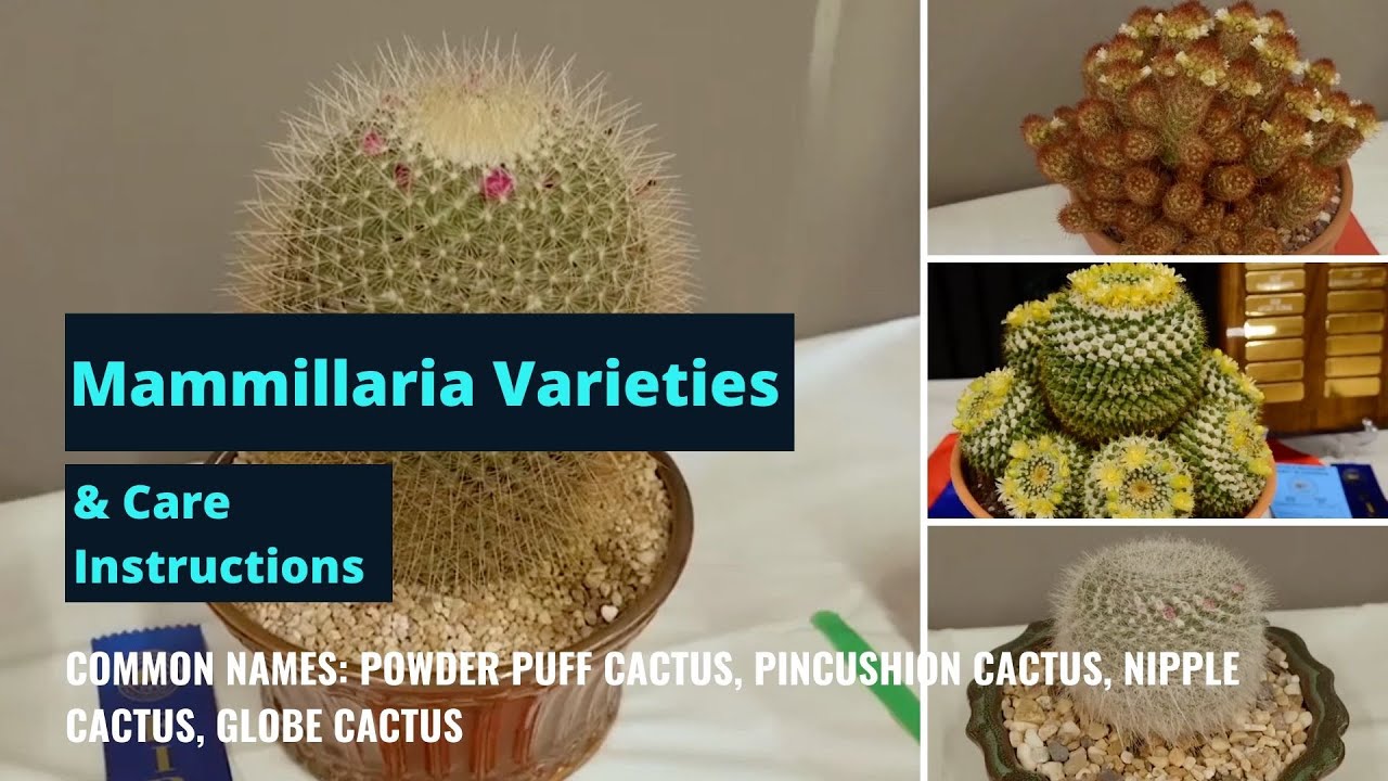 Mammillaria species  & Mammillaria Cactus Care Tips - Cacti Plants Profiles