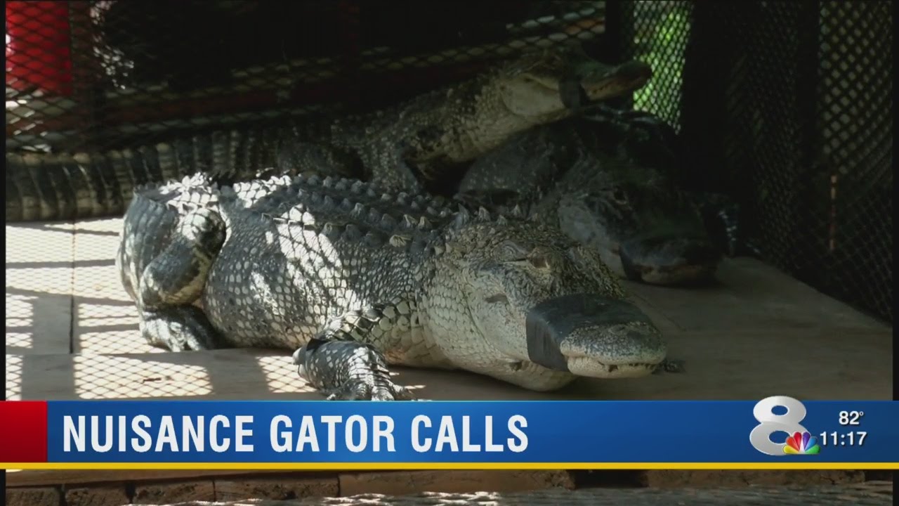 Sarasota, Tampa high on FWC list for nuisance gator removals