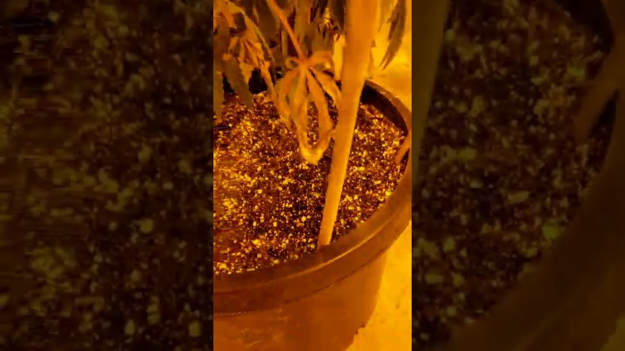 Stelow Cannabis update