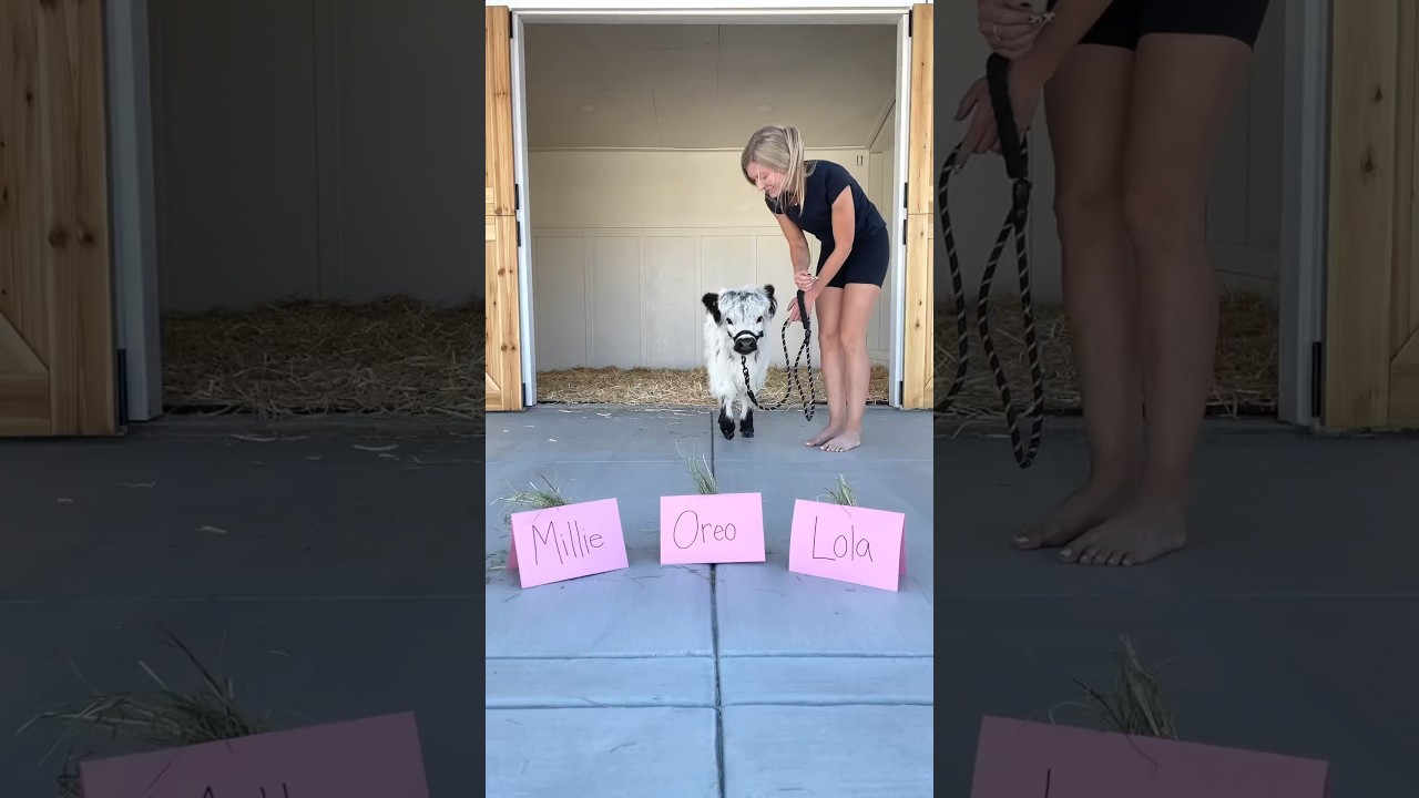 Baby cow chooses her forever name! #shorts