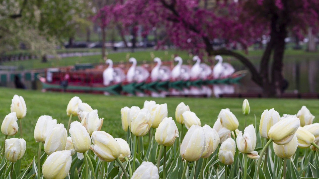 Memories of Spring in Boston: the Common, the Garden and the Mall