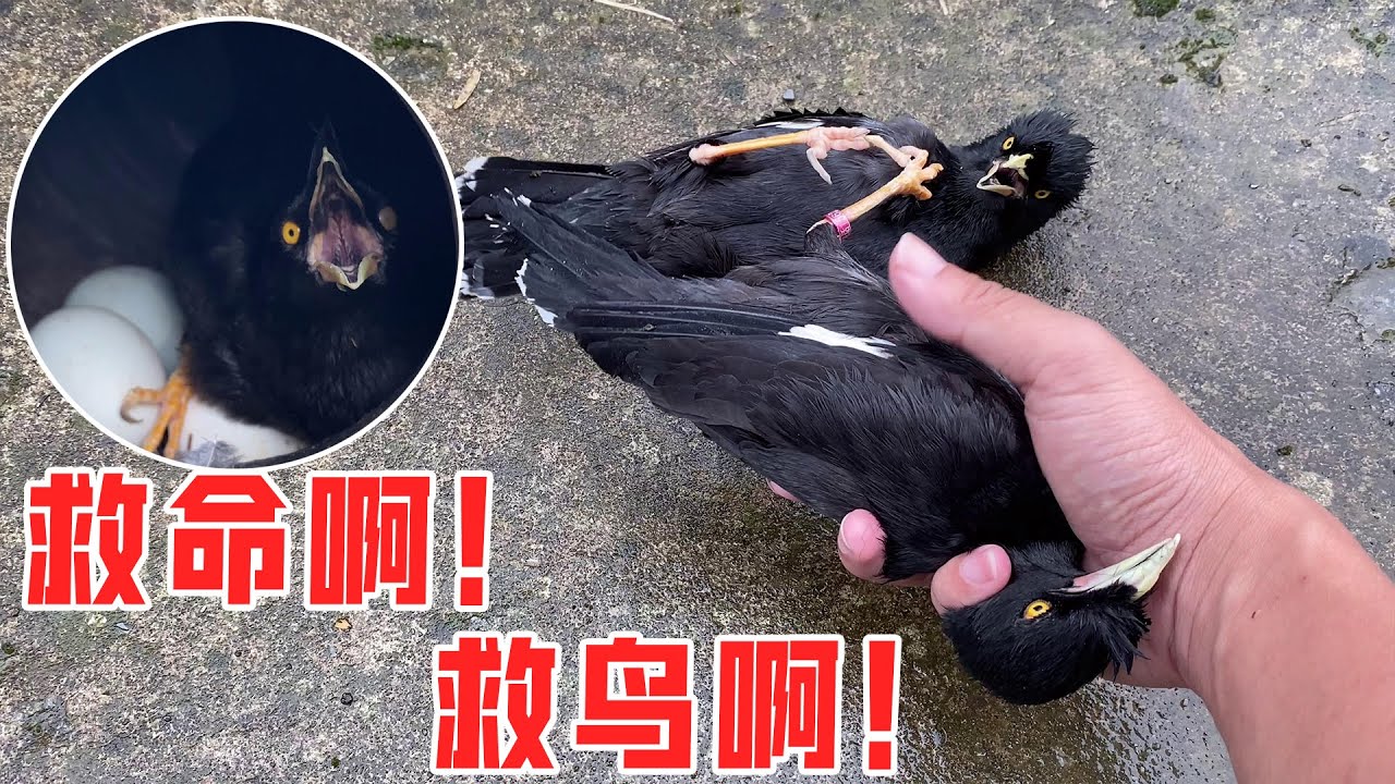 八哥的战斗：救命啊！两只小鸟累了躺在地上互相说人话，成精了丨天下一场梦