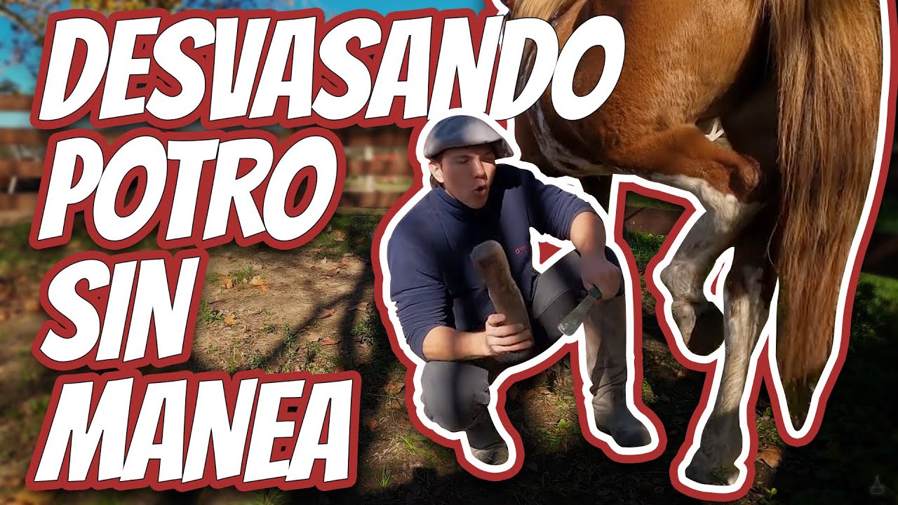 Como desvasar un caballo con miedo en las patas sin manea