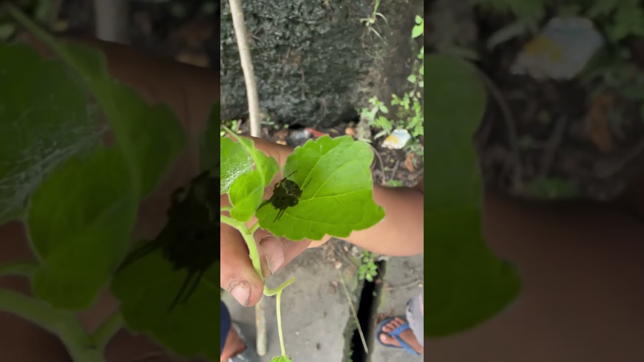 Spider Boys 🕷️🕸️ #spider #spiderverse #gagamba #insects #crawling #hunting #helping #spiderboy