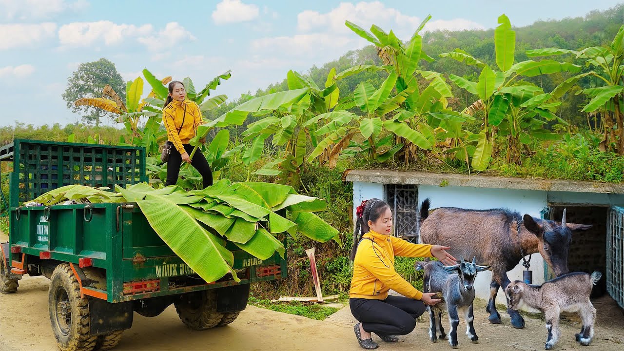 Use Truck to Buy Corn and Feed for Pigs, Chickens, and Goats on the Farm - Farm Life