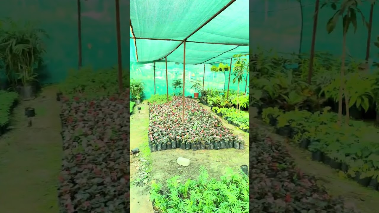 1️⃣ Full Nursery Visit 🌿 | Indoor & Outdoor Plants Collection | Sagar Nursery Life | 2nd Vlog