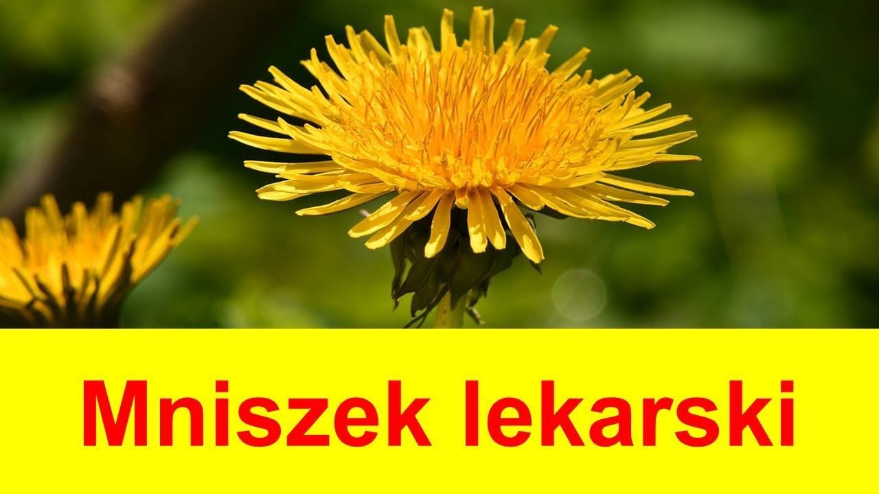 🍀Na co działa Mniszek lekarski - kwiat, liście, korzeń. Właściwości ziół leczniczych.