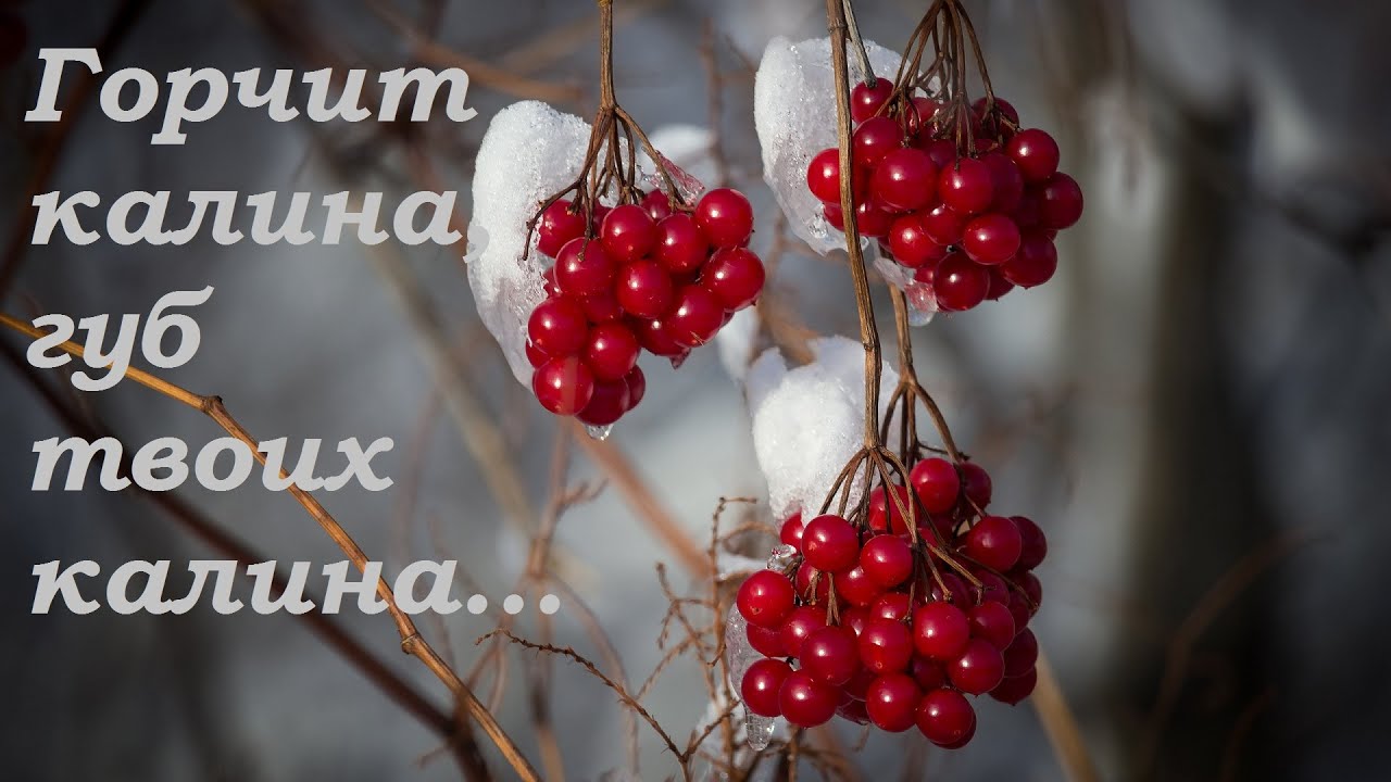 Елена Герасимова - Горчит калина. Валерий Зубков - Надежда Кондакова.