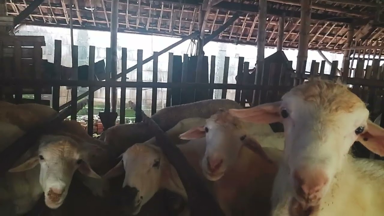 Breeding sudah hamil semua super ☎083831022274