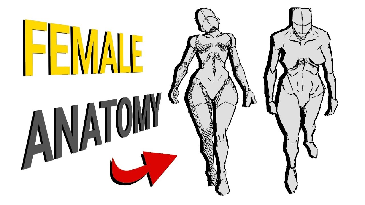 How to Draw Female Anatomy For Beginners || Anatomy Study